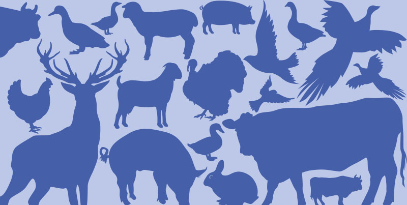 Foods in Season – Meat and Game Winter